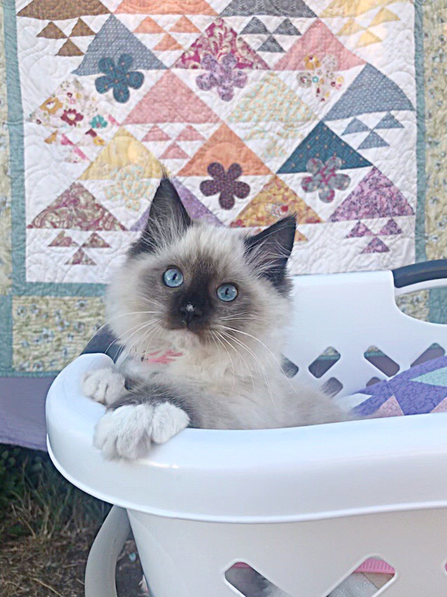 cute ragdoll quilt in washing basket with quilt in background