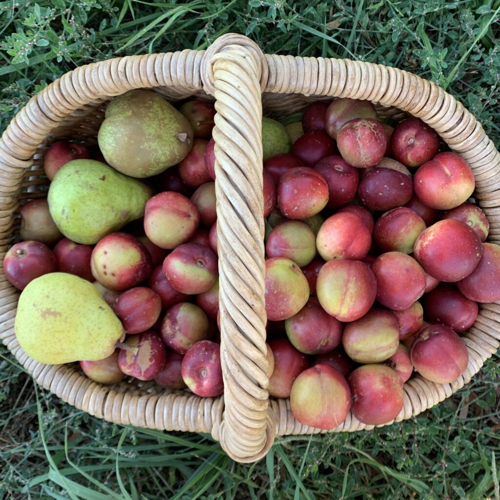 basket full of freshly picked fruit