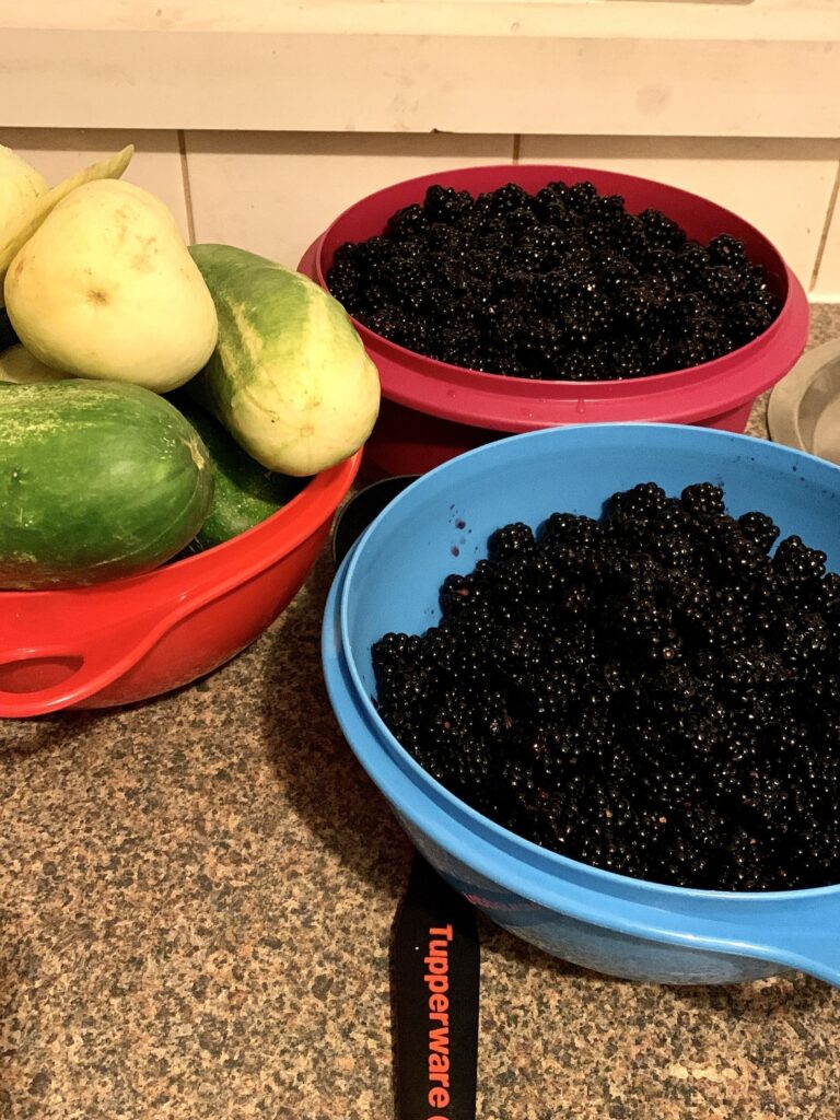 bowls of freshly picked blackberries and cucumbers on countertop #foragingforfood #blackberries #cucumbers #homegrown