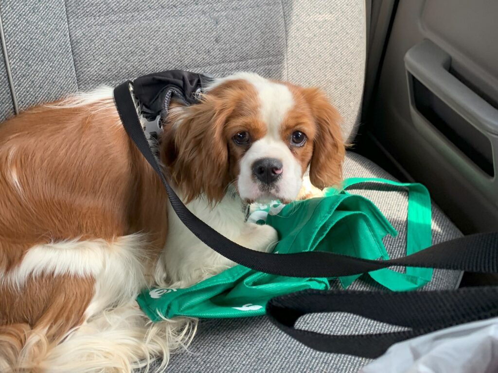  Blenheim Cavalier King Charles Spaniel in car