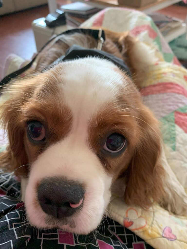  Blenheim Cavalier King Charles Spaniel in lap on top of quilt