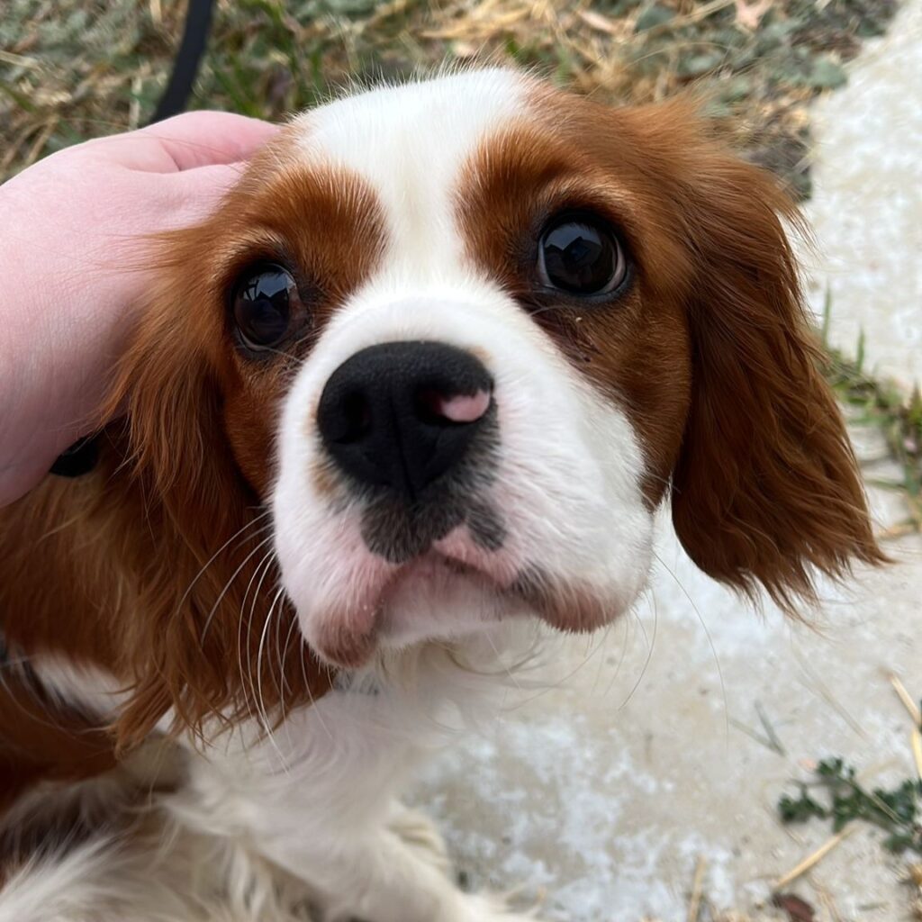 Blenheim Cavalier King Charles Spaniel 