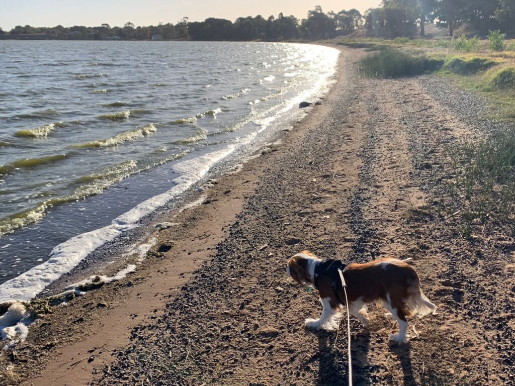 Cavalier King Charles Spaniel walking around lake