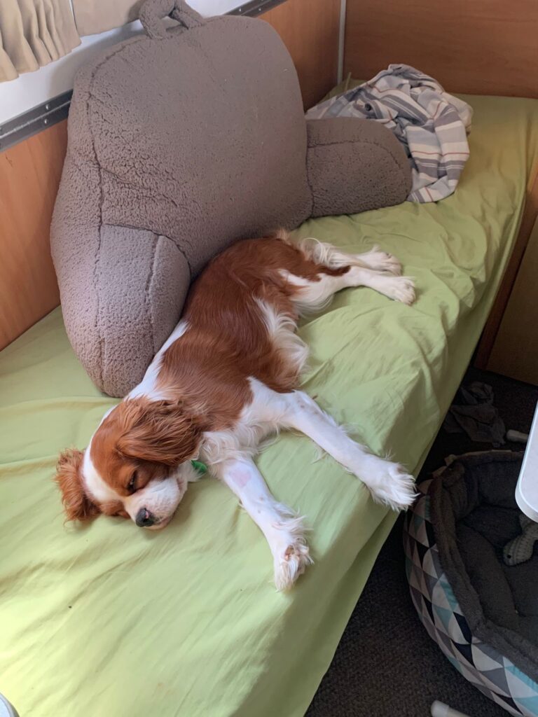 Cavalier King Charles Spaniel sleeping in caravan