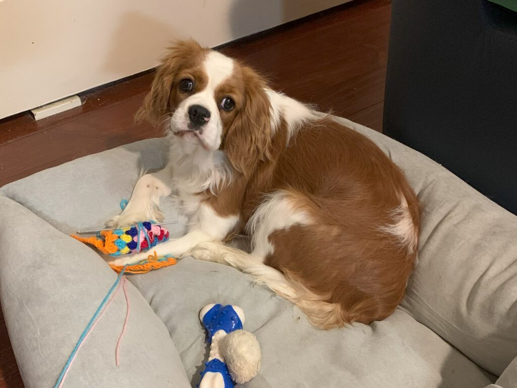 Blenheim Cavalier King Charles playing with wool