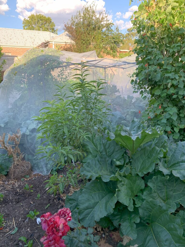 Backyard veggie garden